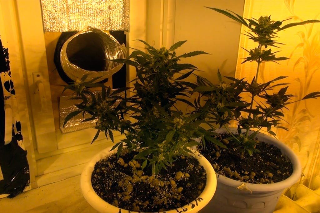 Выращивание марихуаны на съемной квартире download using tor browser hyrda вход
