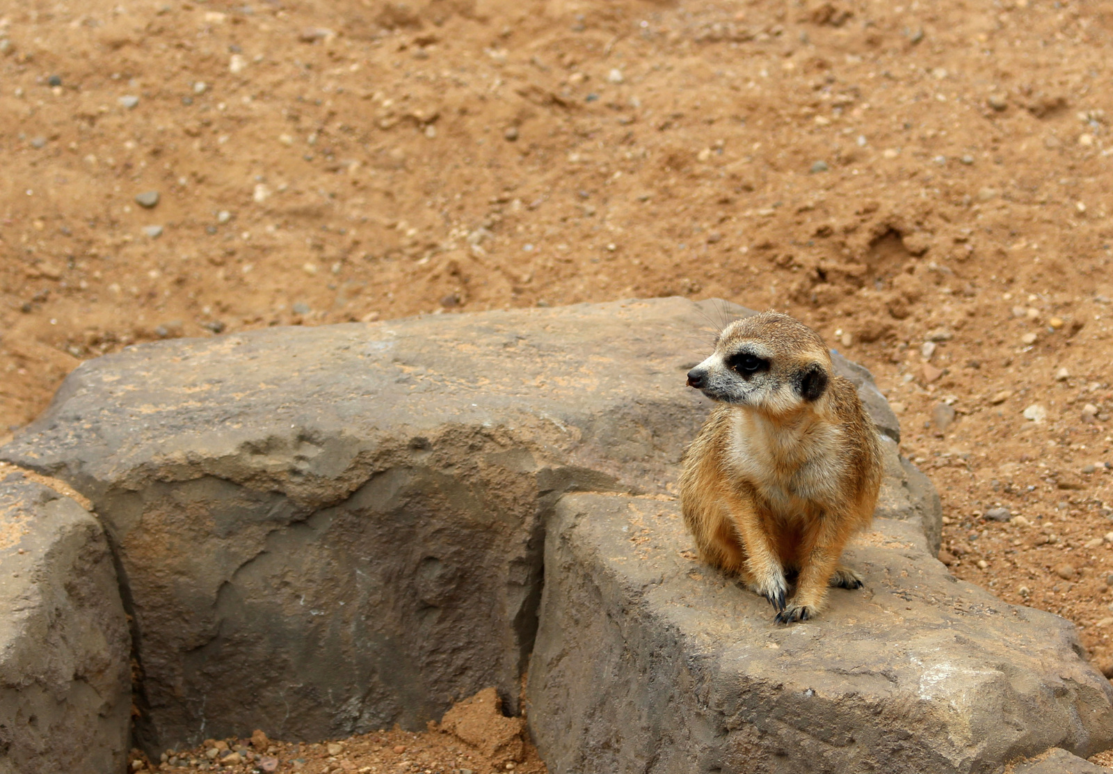 Zoo trip - My, Minsk, The photo, Canon, Longpost