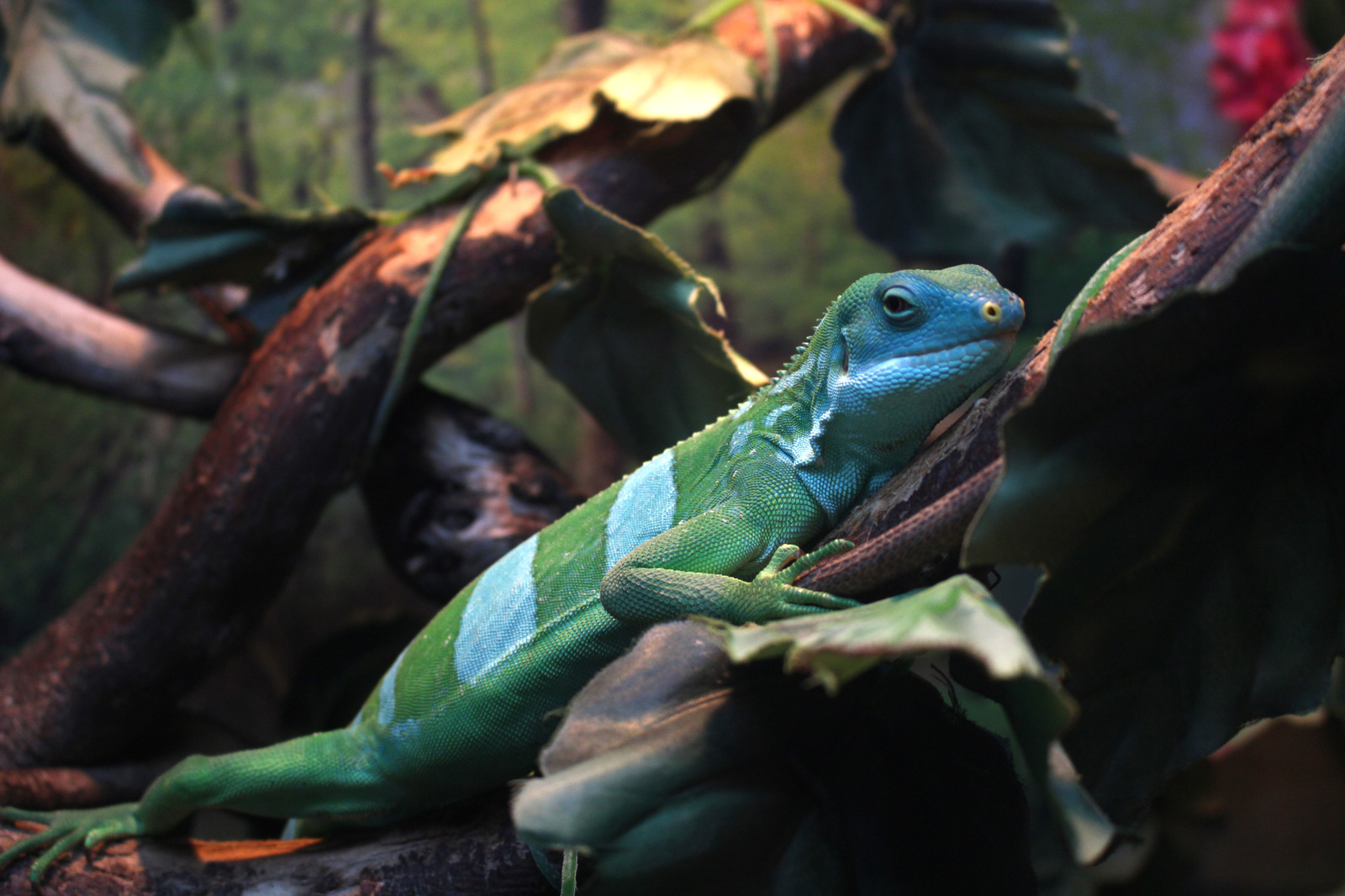 Zoo trip - My, Minsk, The photo, Canon, Longpost