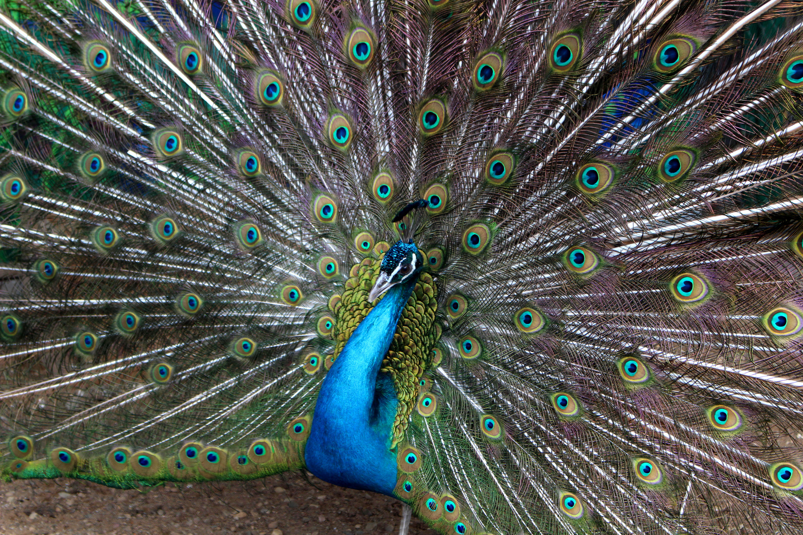 Zoo trip - My, Minsk, The photo, Canon, Longpost