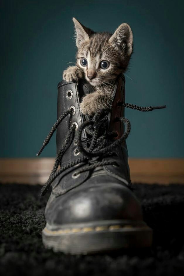 Ready for the journey! - Milota, cat, Cats and kittens, , The photo