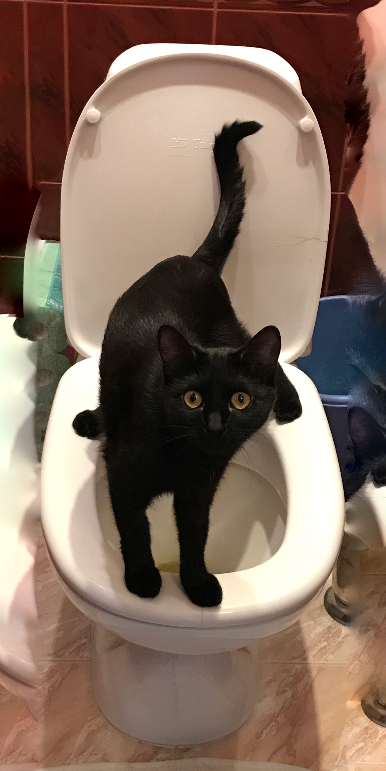 Who did not hide - I'm not to blame;) - My, Black cat, cat, Toilet, GIF, Longpost