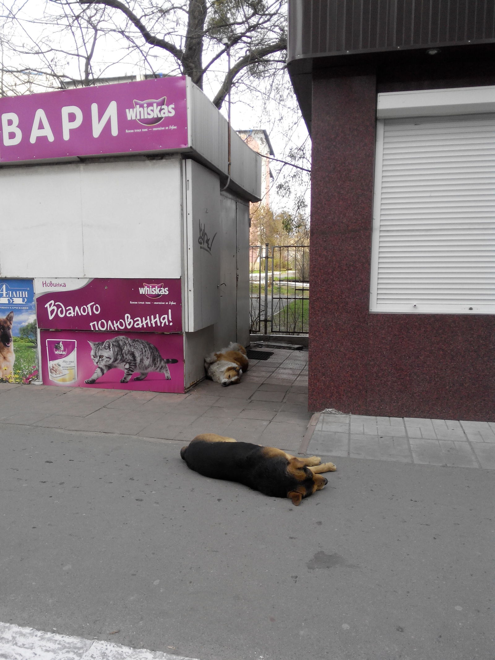 Resting dogs - My, Cur, Dog, The photo, A selection, Longpost