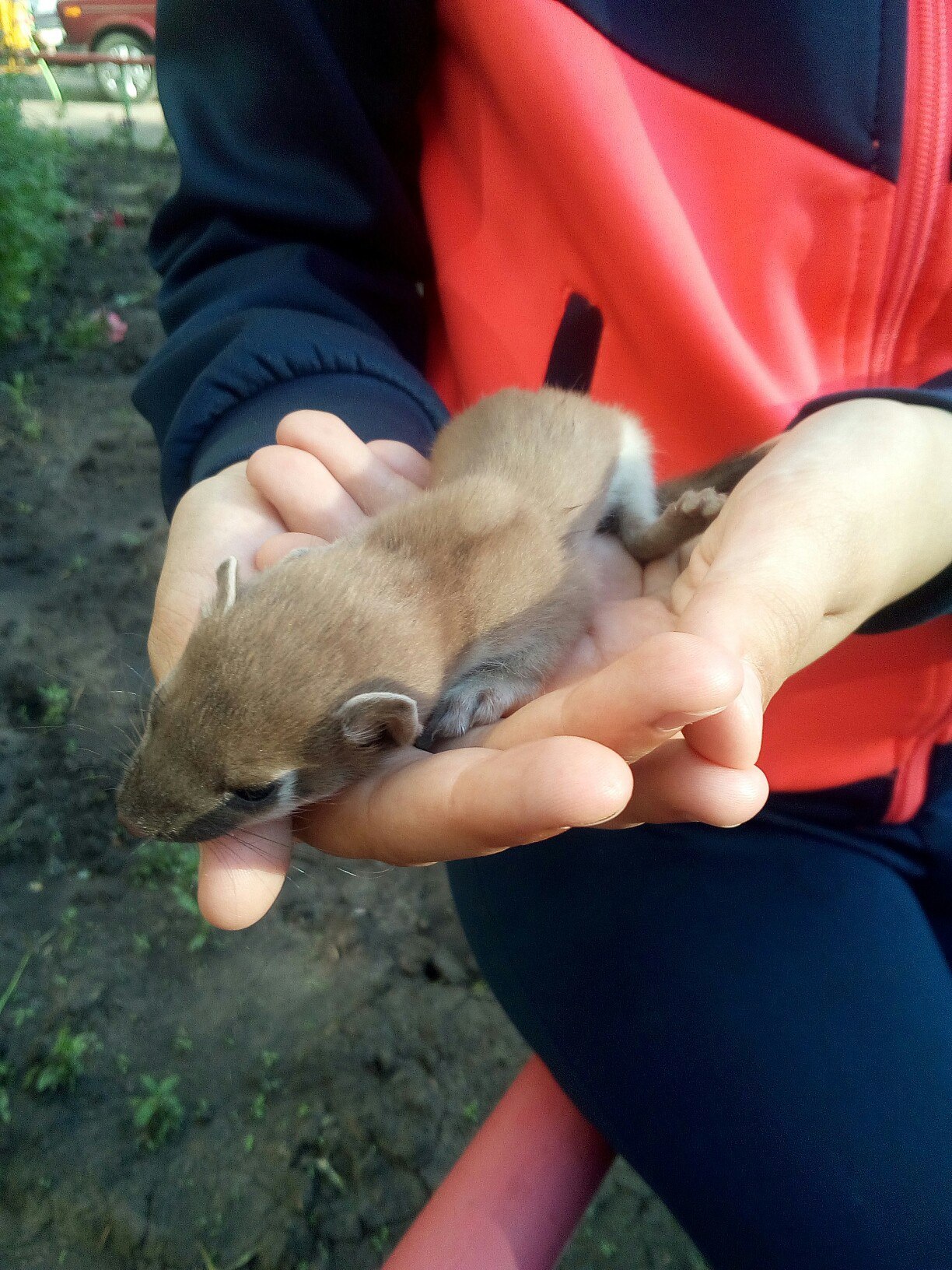 Foundling - My, Ferret, Animals, Uncertainty, Longpost