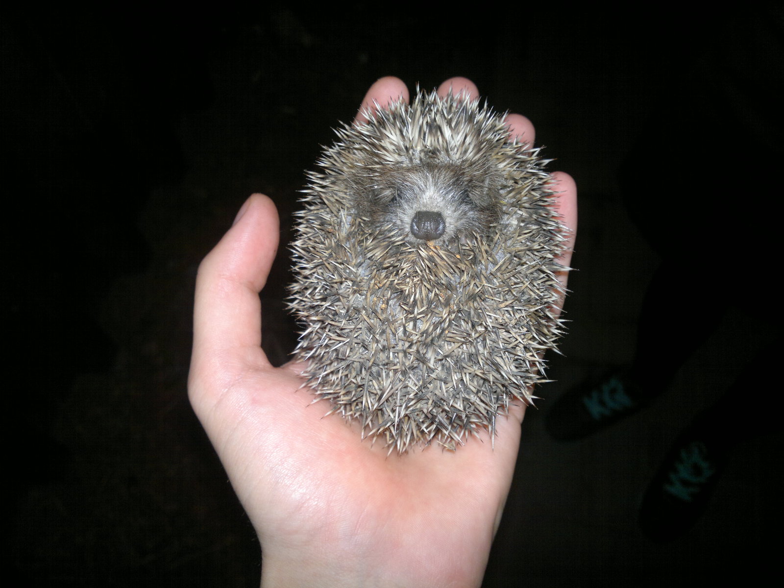 Hedgehog - My, Hedgehog, Milota, Forest Hedgehog, The photo, Longpost, Young