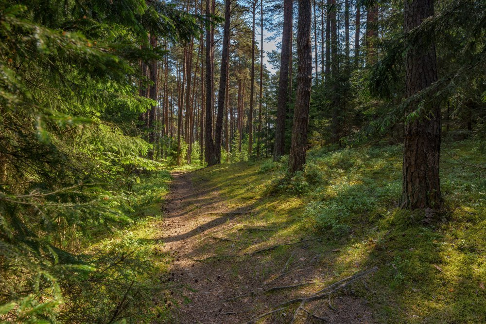 Фото природы - Природа, Фотография, Юлия Лаптева, Длиннопост