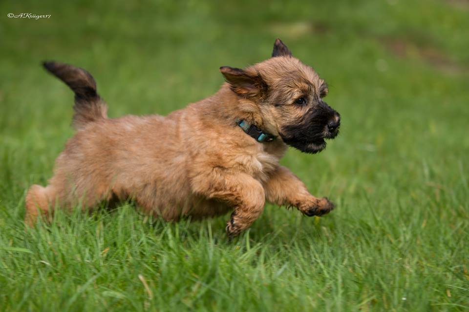 Doggies - My, Dog, Puppies, Longpost, Milota, Irish Terrier