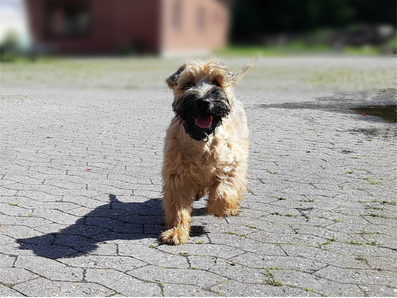 Doggies - My, Dog, Puppies, Longpost, Milota, Irish Terrier