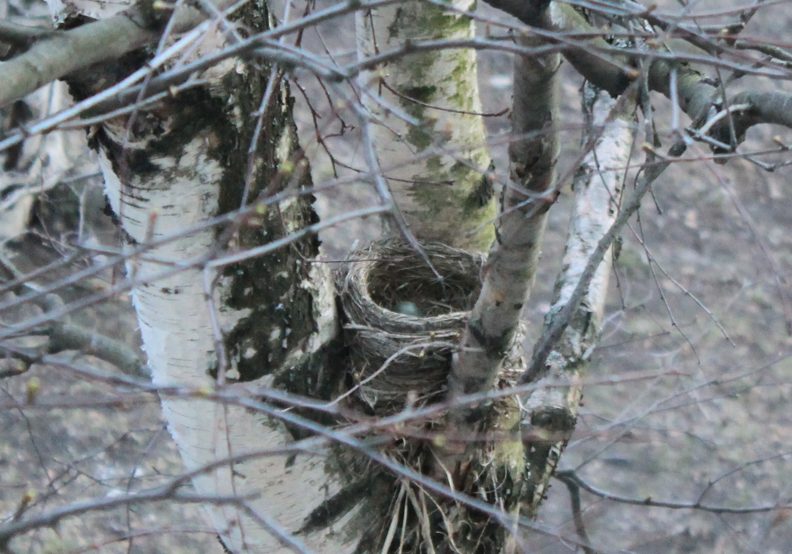 New neighbors outside the window - My, Birds, Thrush, A little, cat, Observation, Nature, Longpost