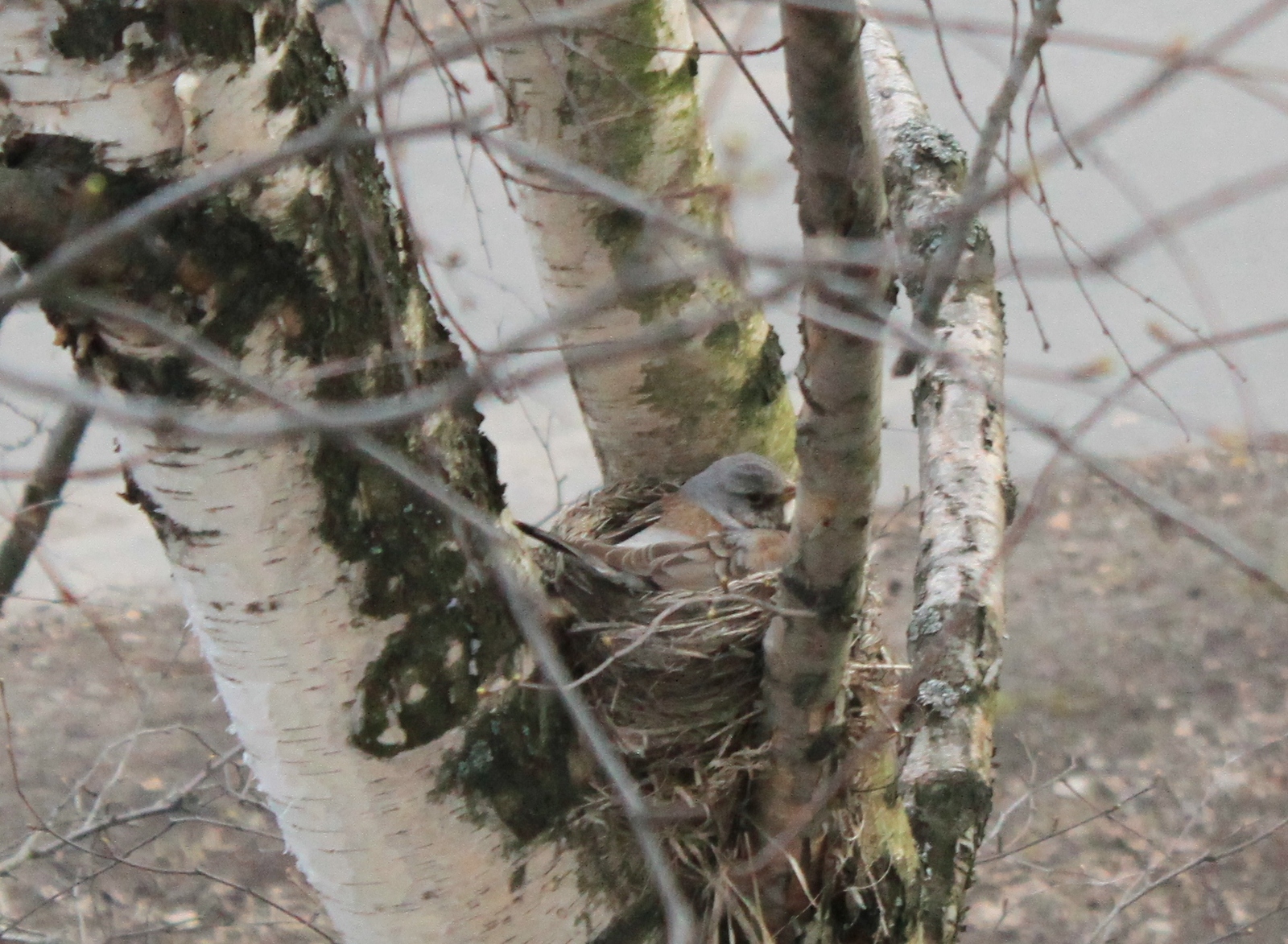 New neighbors outside the window - My, Birds, Thrush, A little, cat, Observation, Nature, Longpost