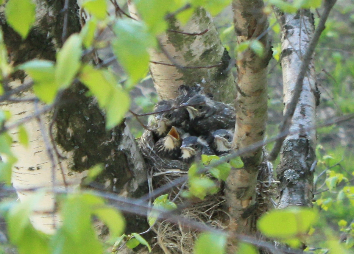 New neighbors outside the window - My, Birds, Thrush, A little, cat, Observation, Nature, Longpost