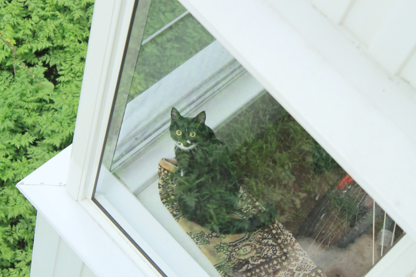 New neighbors outside the window - My, Birds, Thrush, A little, cat, Observation, Nature, Longpost