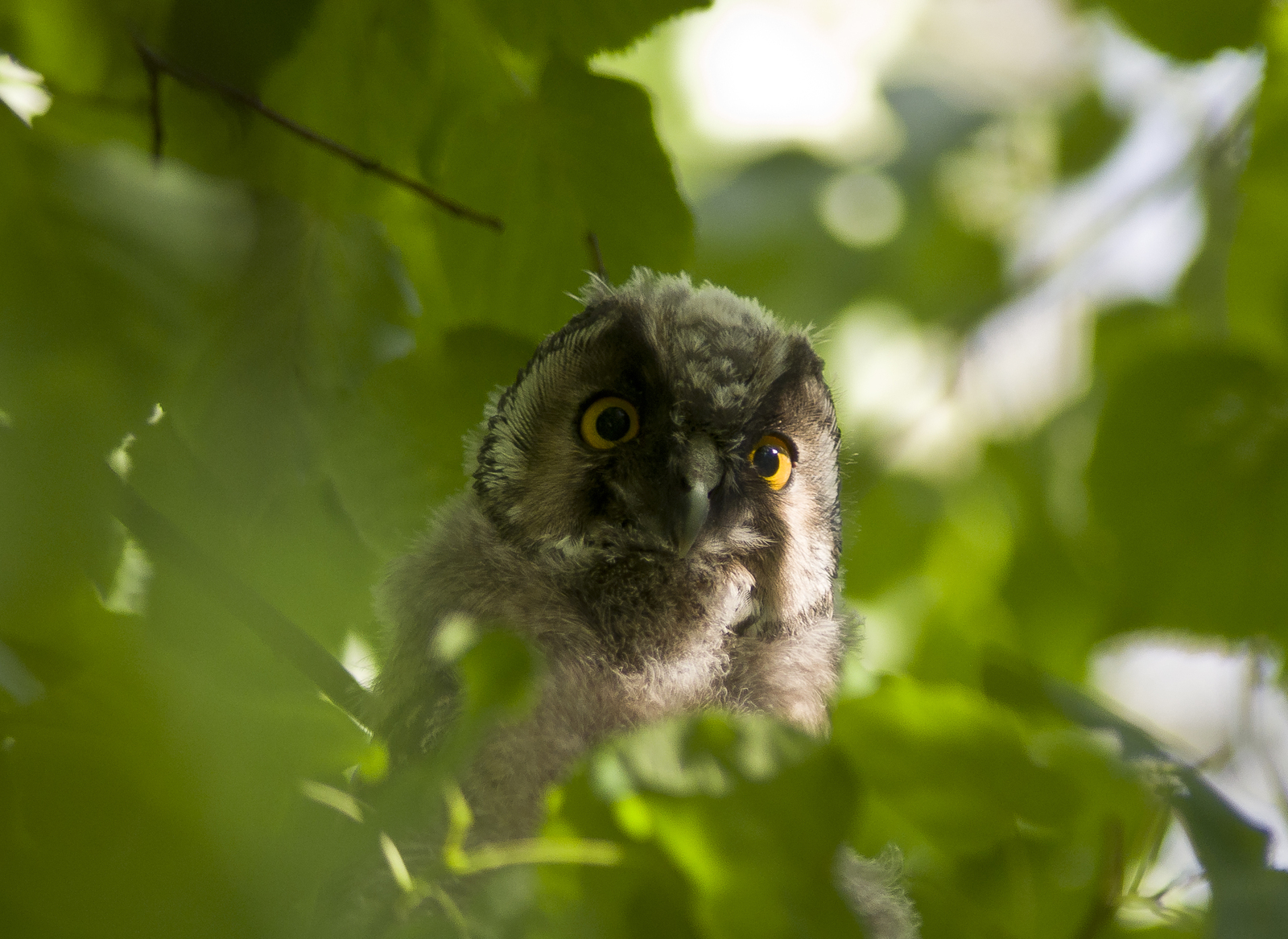 Long-eared owl chicks - My, Birds, Owl, The photo, Eared, Sight, Nature, Eyes, Longpost