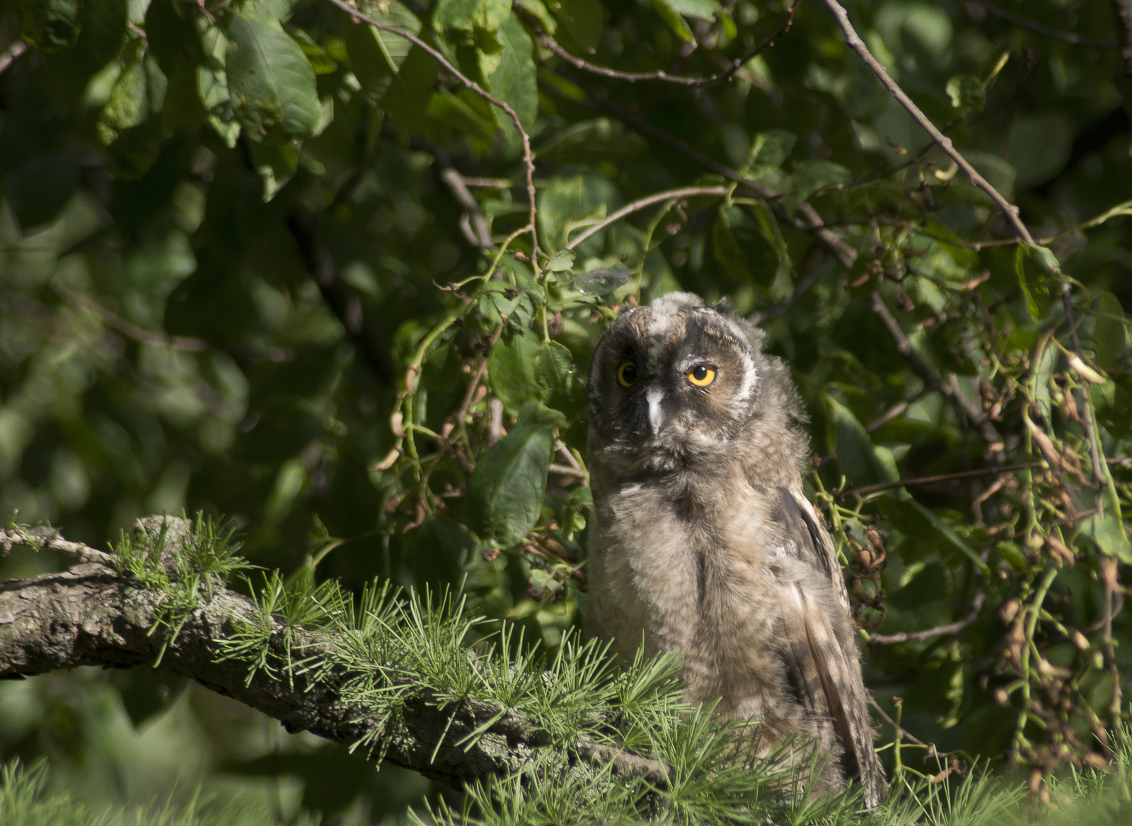 Long-eared owl chicks - My, Birds, Owl, The photo, Eared, Sight, Nature, Eyes, Longpost