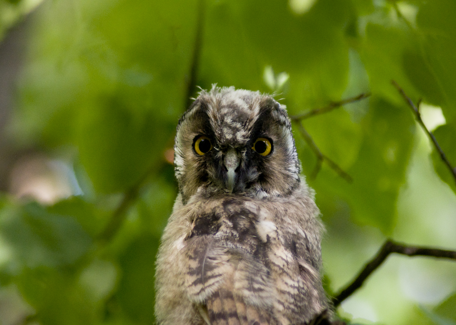 Long-eared owl chicks - My, Birds, Owl, The photo, Eared, Sight, Nature, Eyes, Longpost