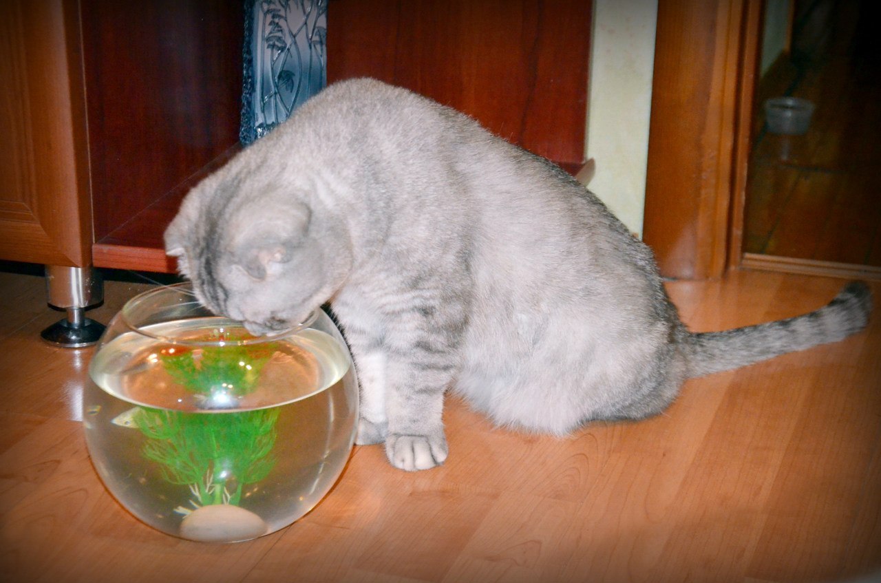 Fedik is pleased to watch dinner - Dinner, Food, Homemade, The photo, cat, , Aquarium, Water