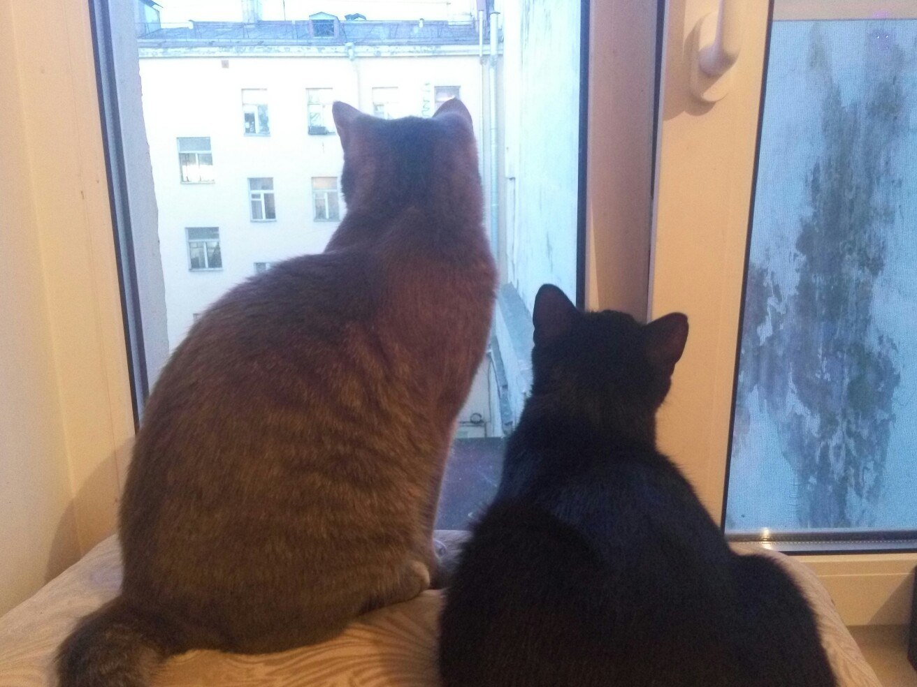 Friends - My, cat, Milota, Window