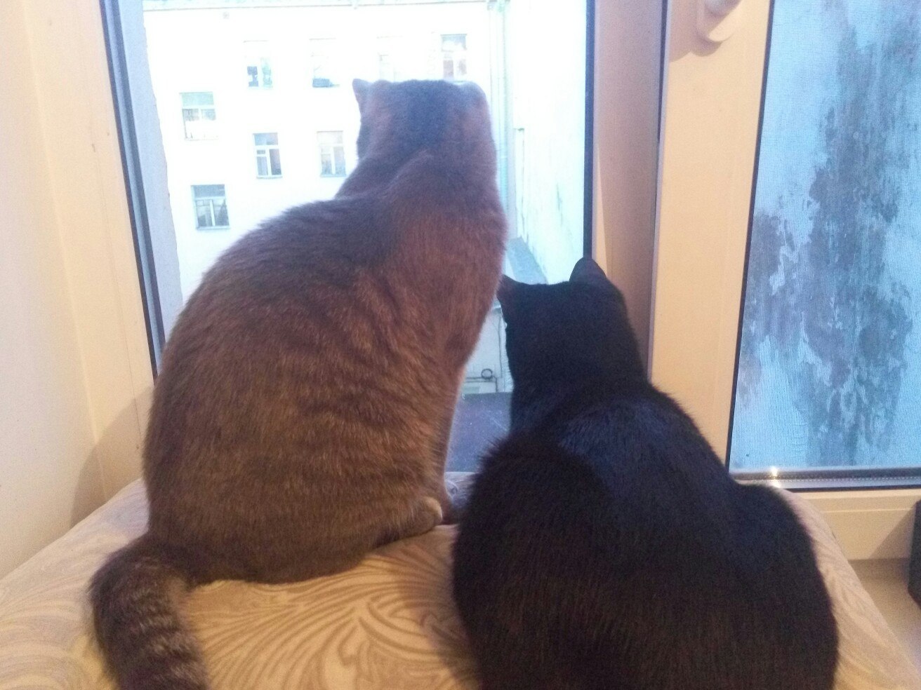 Friends - My, cat, Milota, Window