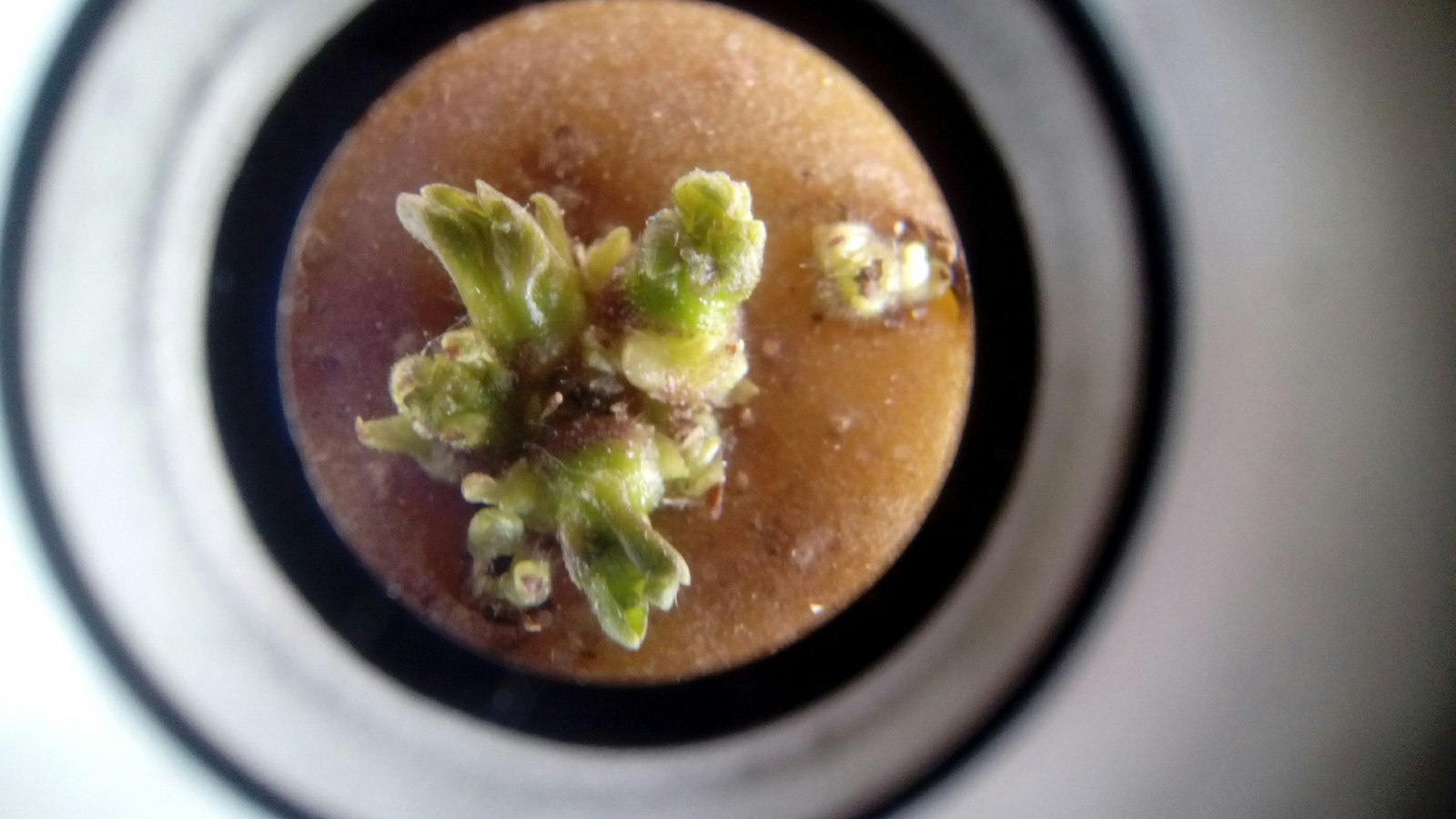 The surface of a potato tuber under a telescope. - Potato, Telescope, The photo