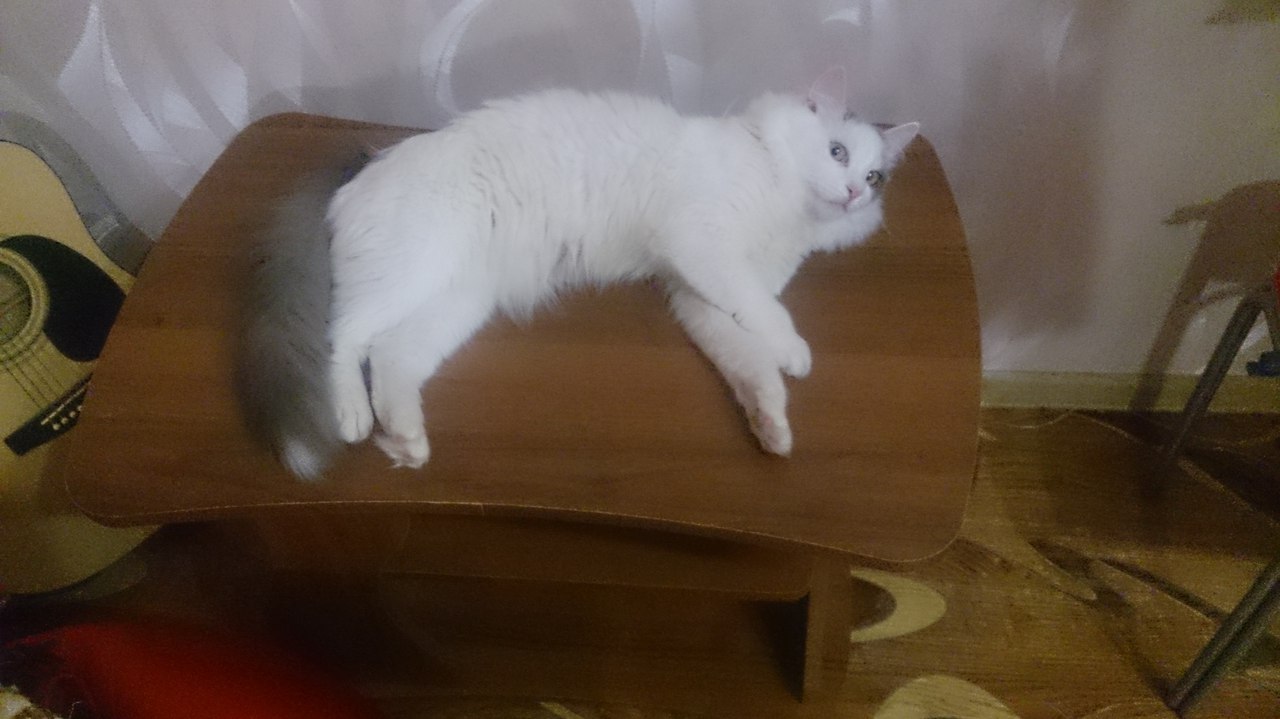 Please help me find a cat. Krasnoyarsk, st. Yushkov - My, Krasnoyarsk, cat, Lost, Animals, Pets, Longpost