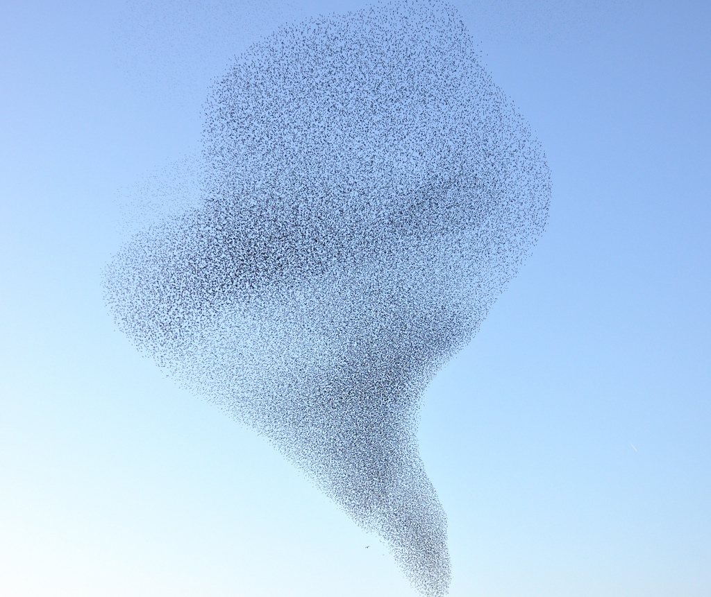 Amazing flights of a flock of rooks - Rook, Flight, Murmuratsiya, Video, Longpost