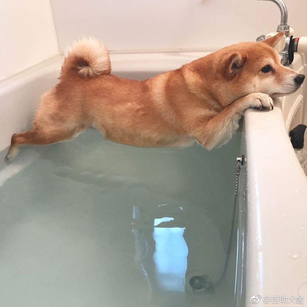 When you don't want to wet your tummy - Dog, Shiba Inu, Shiba, , The photo, Bath, Bathroom, Longpost