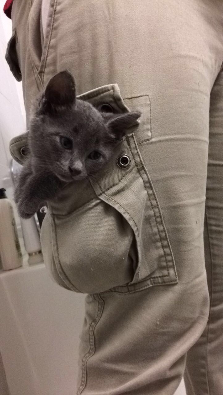 pocket joy - cat, Animals, Pocket