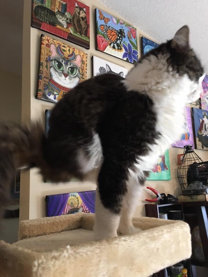 If only two paws, the main thing is the tail! - cat, , , Longpost, Video, Kittens, Disabled person