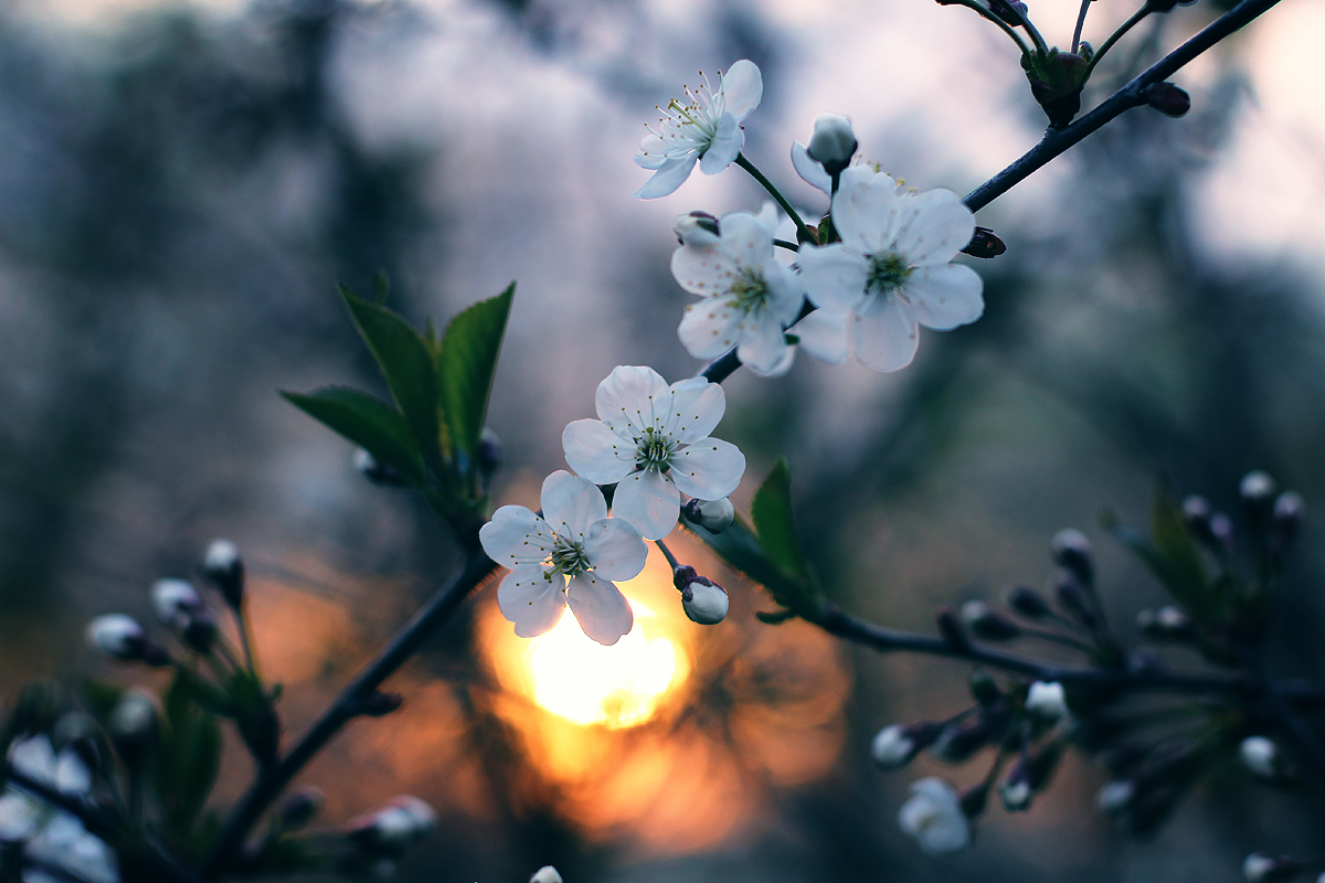 Natural - My, The photo, Canon, Nature, Flowers, Longpost