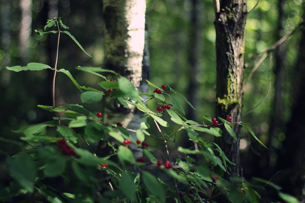 Natural - My, The photo, Canon, Nature, Flowers, Longpost