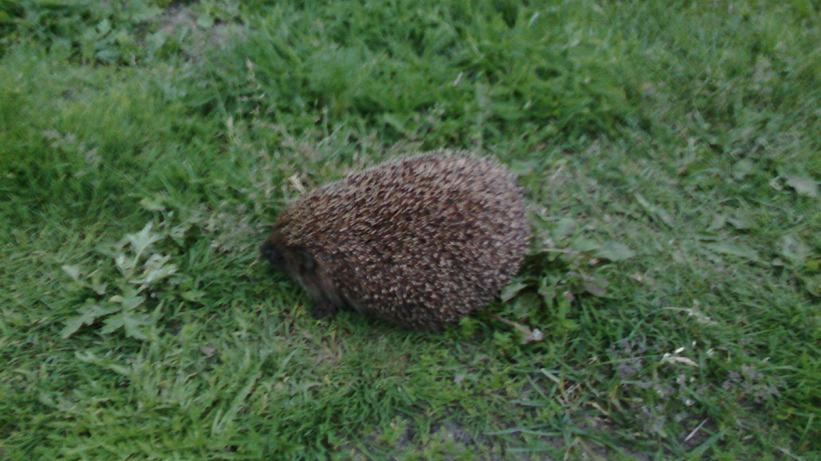 Hedgehog of my evening - My, Hedgehog, Accident