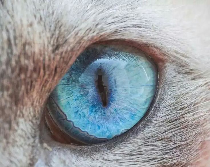 cat eyes compilation - cat, Eyes, Macro, Macro photography, The photo, Not mine, Longpost