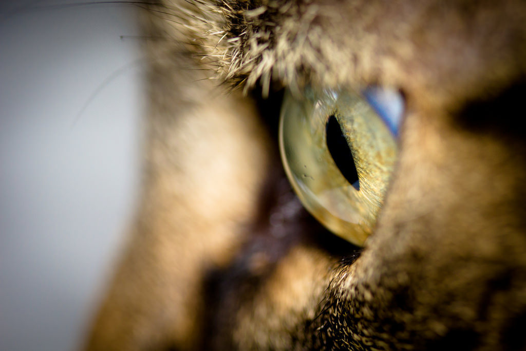 cat eyes compilation - cat, Eyes, Macro, Macro photography, The photo, Not mine, Longpost