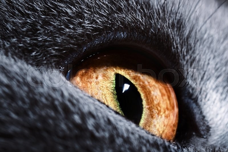 cat eyes compilation - cat, Eyes, Macro, Macro photography, The photo, Not mine, Longpost