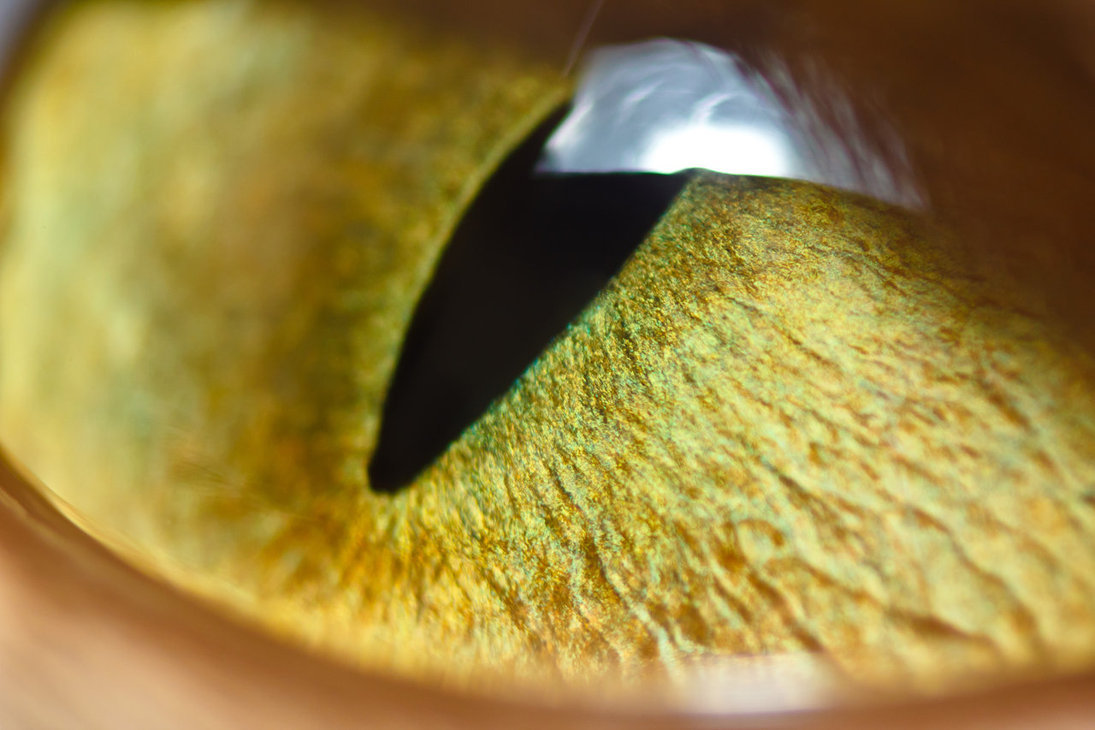 cat eyes compilation - cat, Eyes, Macro, Macro photography, The photo, Not mine, Longpost