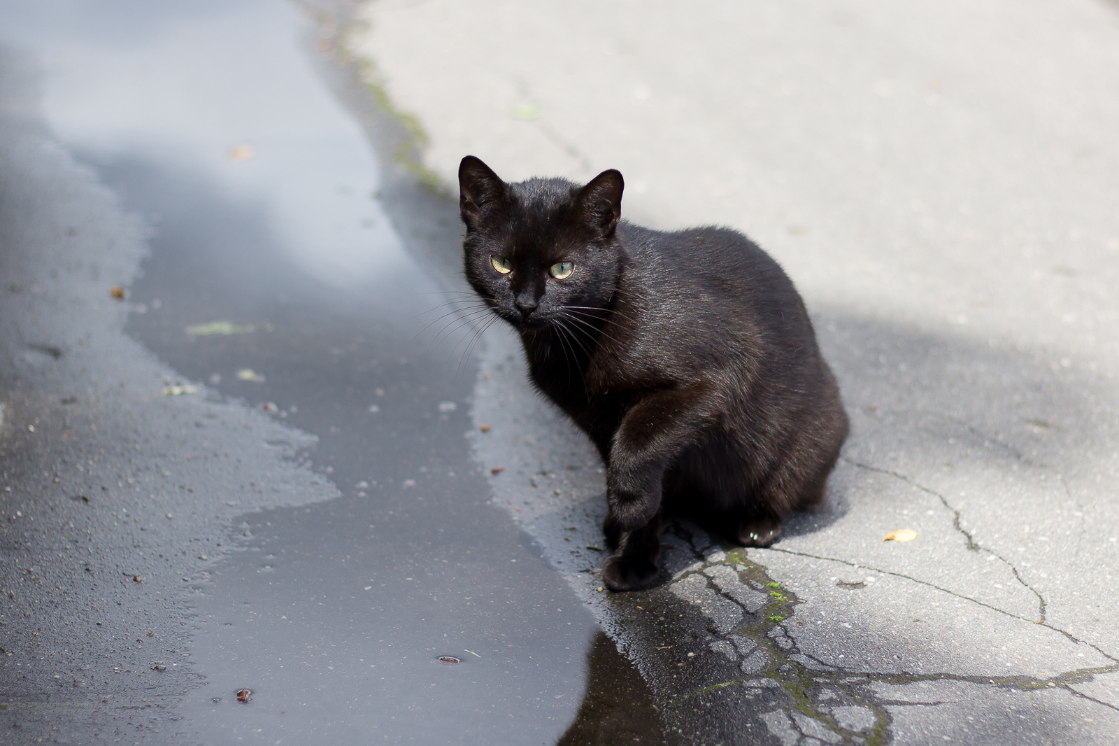 Simple street kitty - My, cat, , The photo