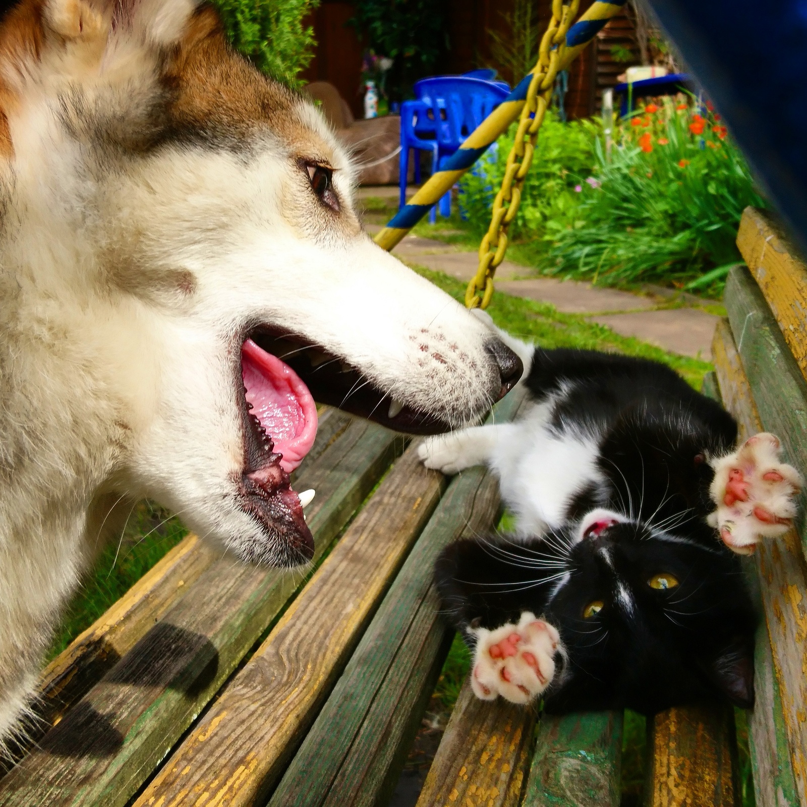 Skirmish - My, cat, Cats and dogs together, Dog, Instagram