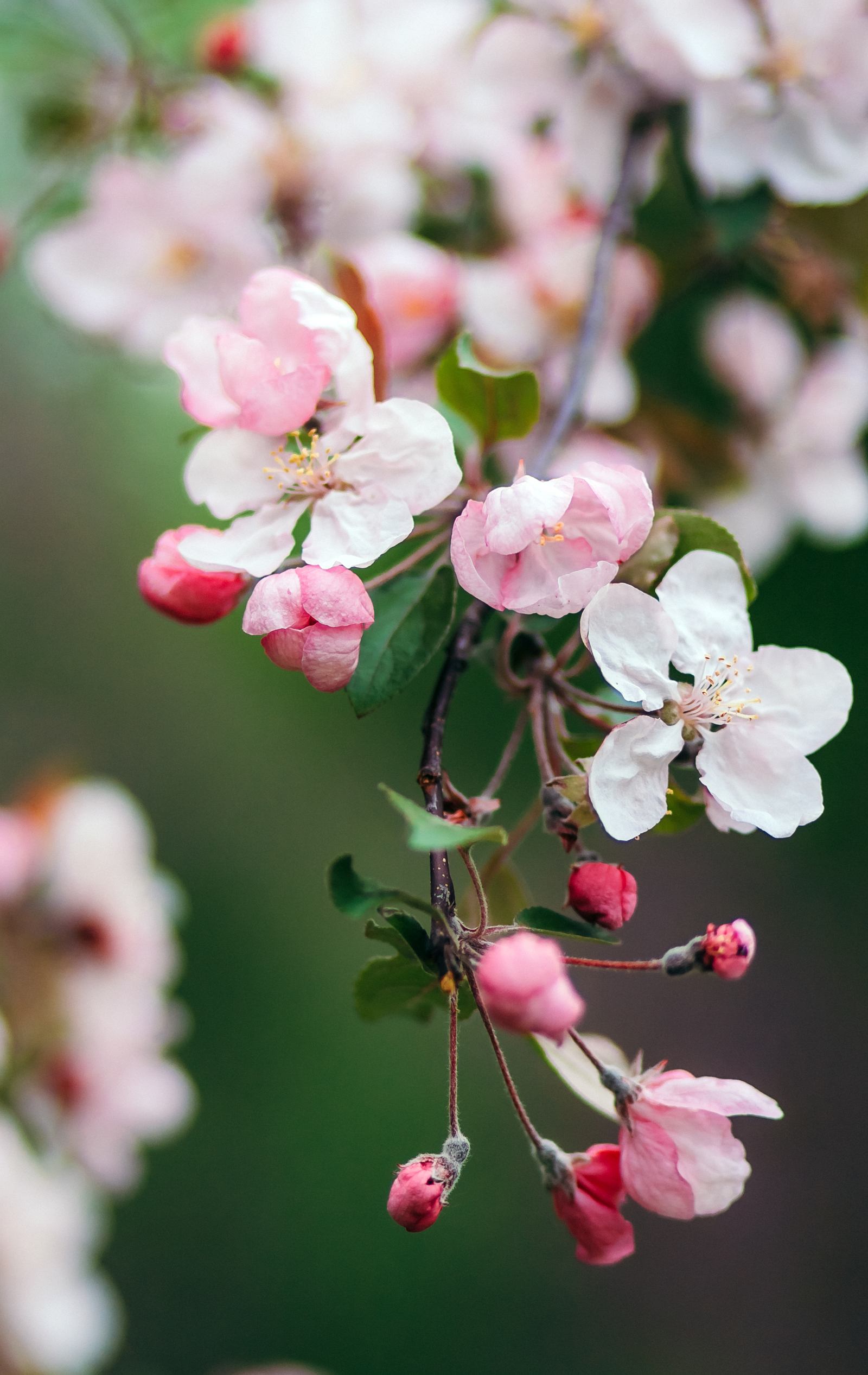 Bloom - My, The photo, Flowers, Bloom, Nature, Spring