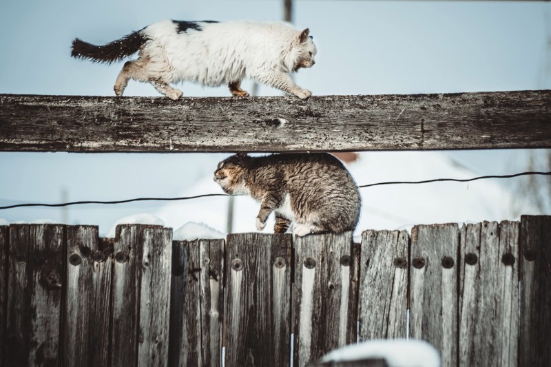 Incoming and outgoing traffic - cat, Catomafia