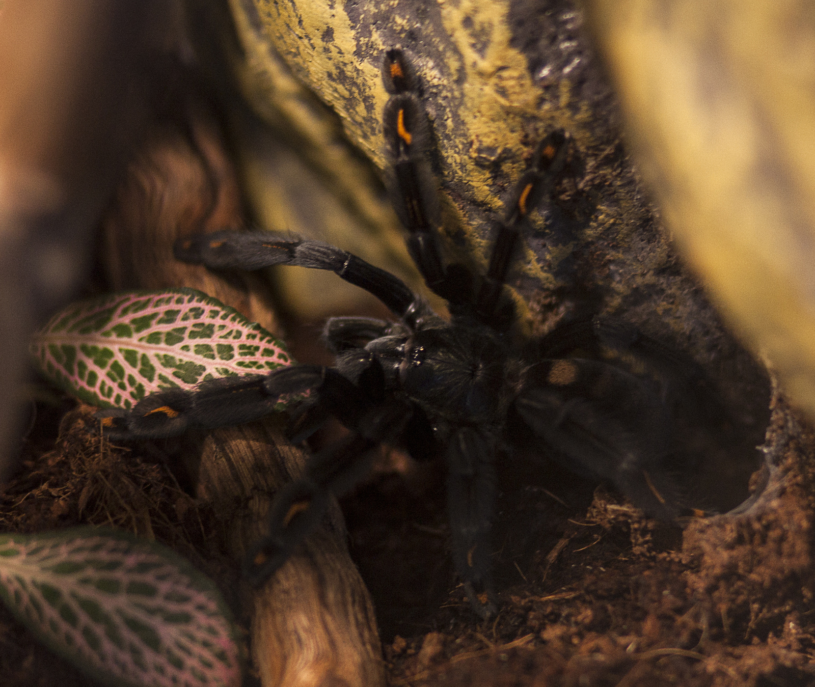 Spider tarantula Psalmopoeus irminia - My, Spider, Bird spiders, Terrariumistics, Terrarium, Nature