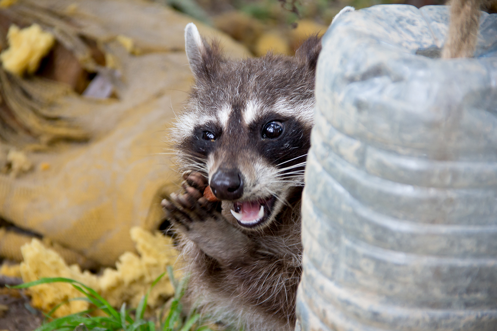 Yummy - My, Raccoon, Food, The photo