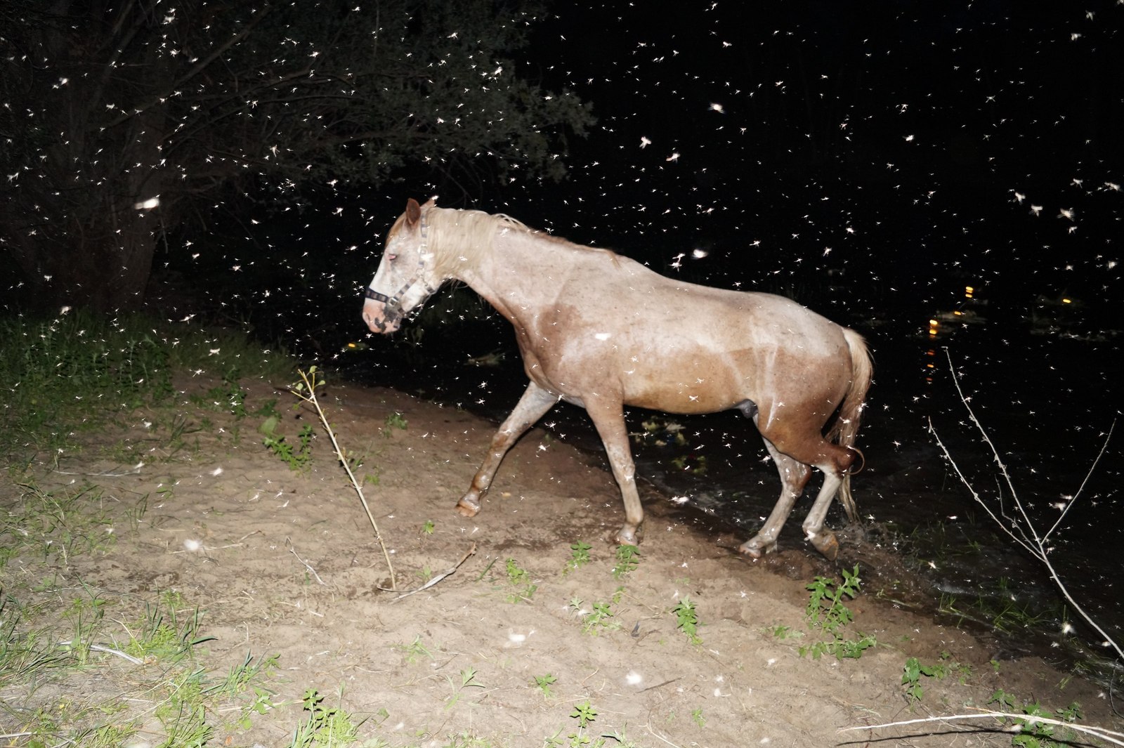 Ideal technique - My, Horses, Horses, Methodology, School, Longpost