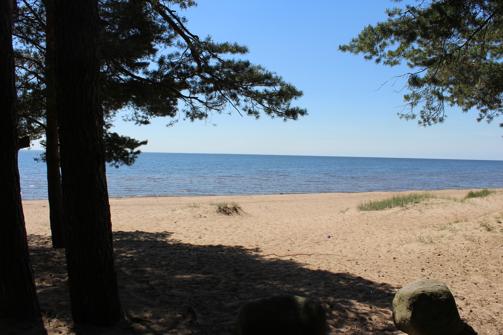 The nature of the Komarovsky coast - My, Nature, , Longpost