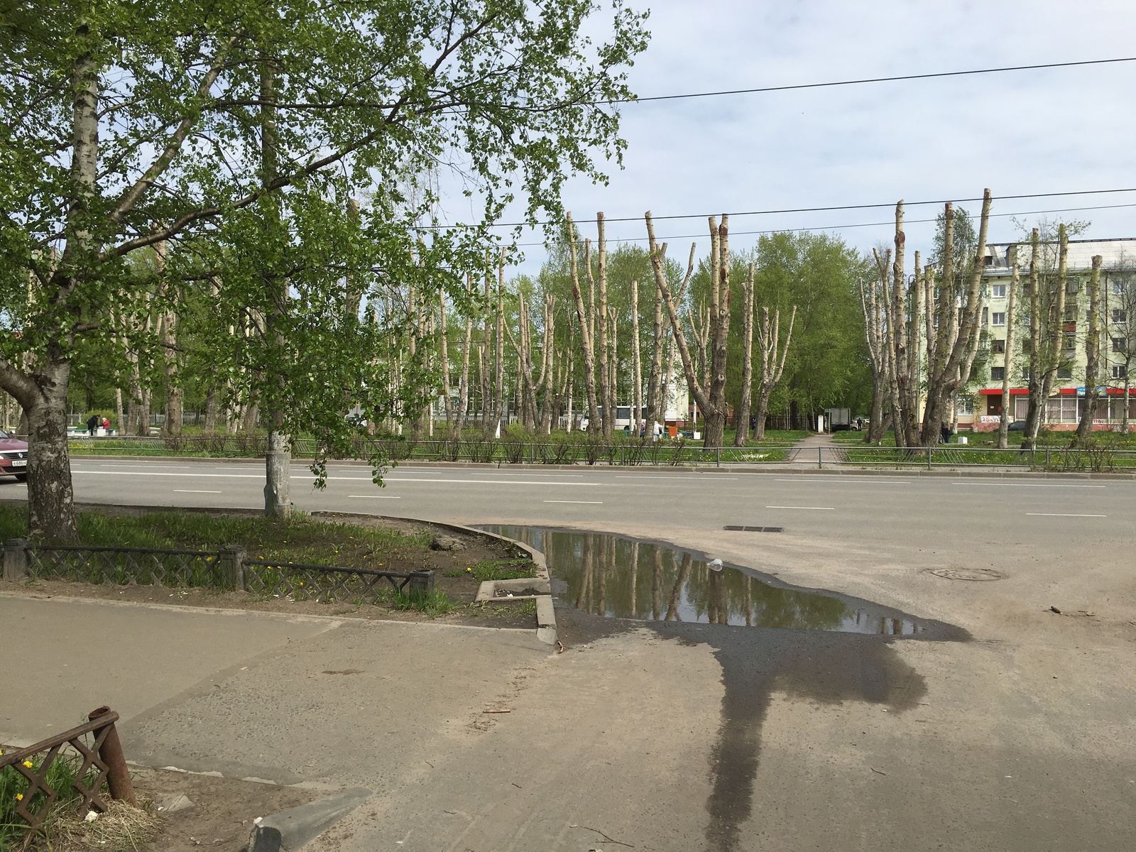 В парке спилили ветки у всех деревьев | Пикабу