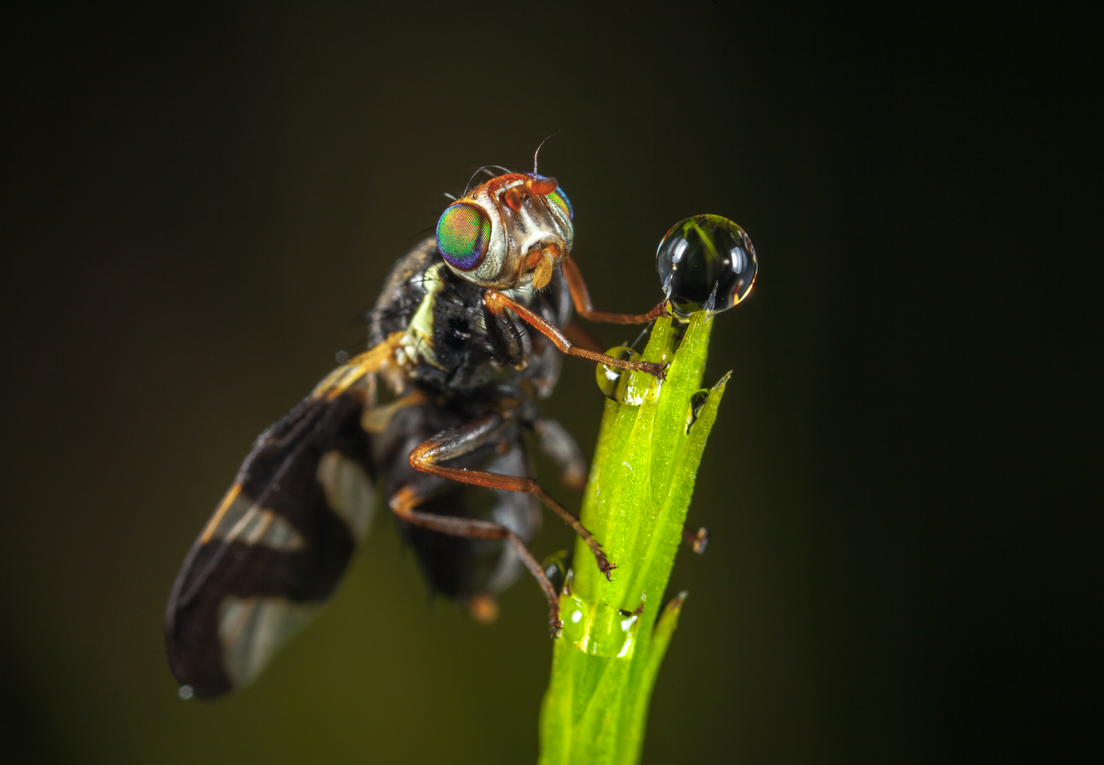 Macro hunting №113 - My, Arachnida, Caterpillar, Жуки, Butterfly, Муха, Flowers, Macrohunt, Longpost, Macro photography