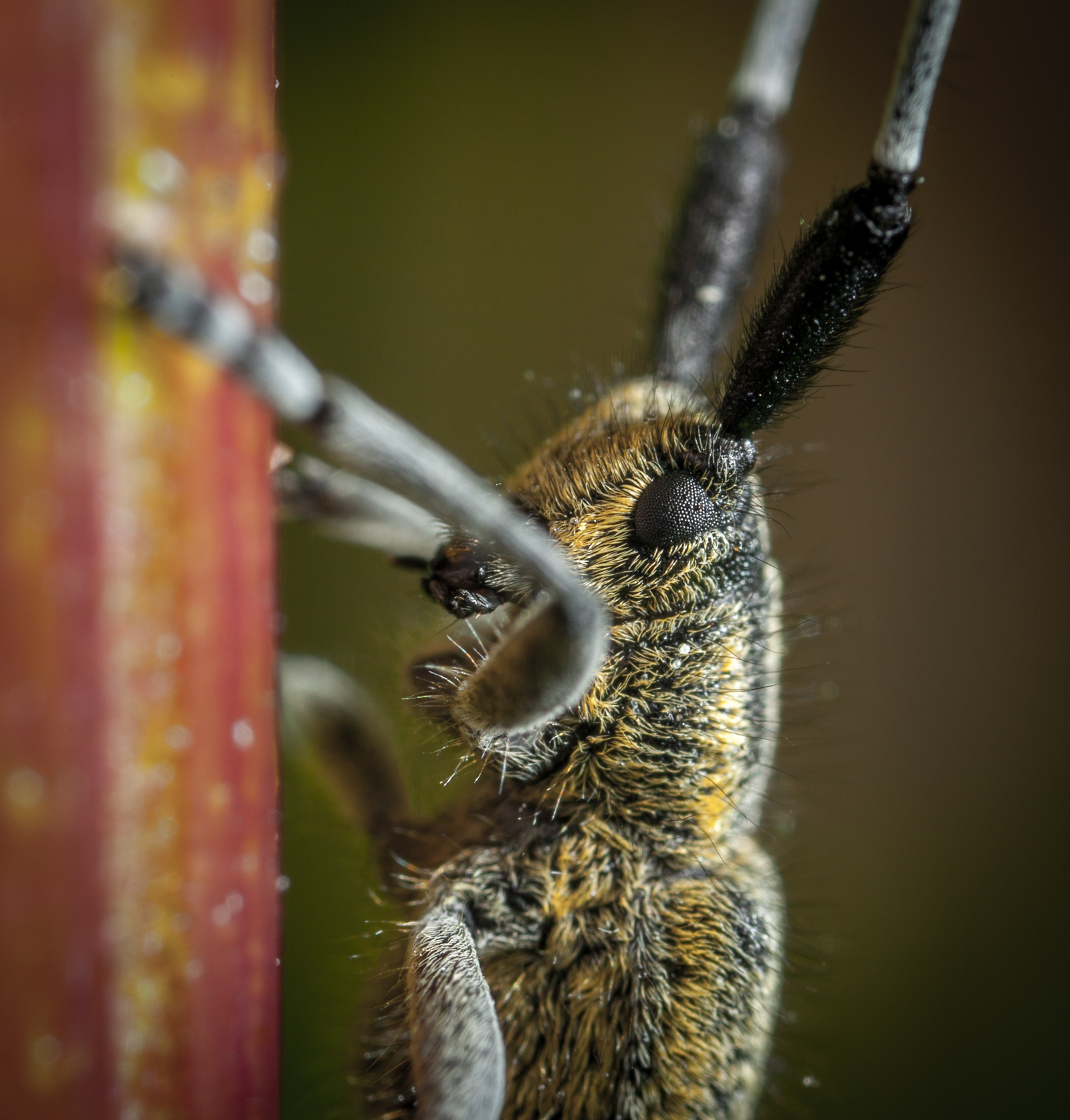 Macro hunting №113 - My, Arachnida, Caterpillar, Жуки, Butterfly, Муха, Flowers, Macrohunt, Longpost, Macro photography