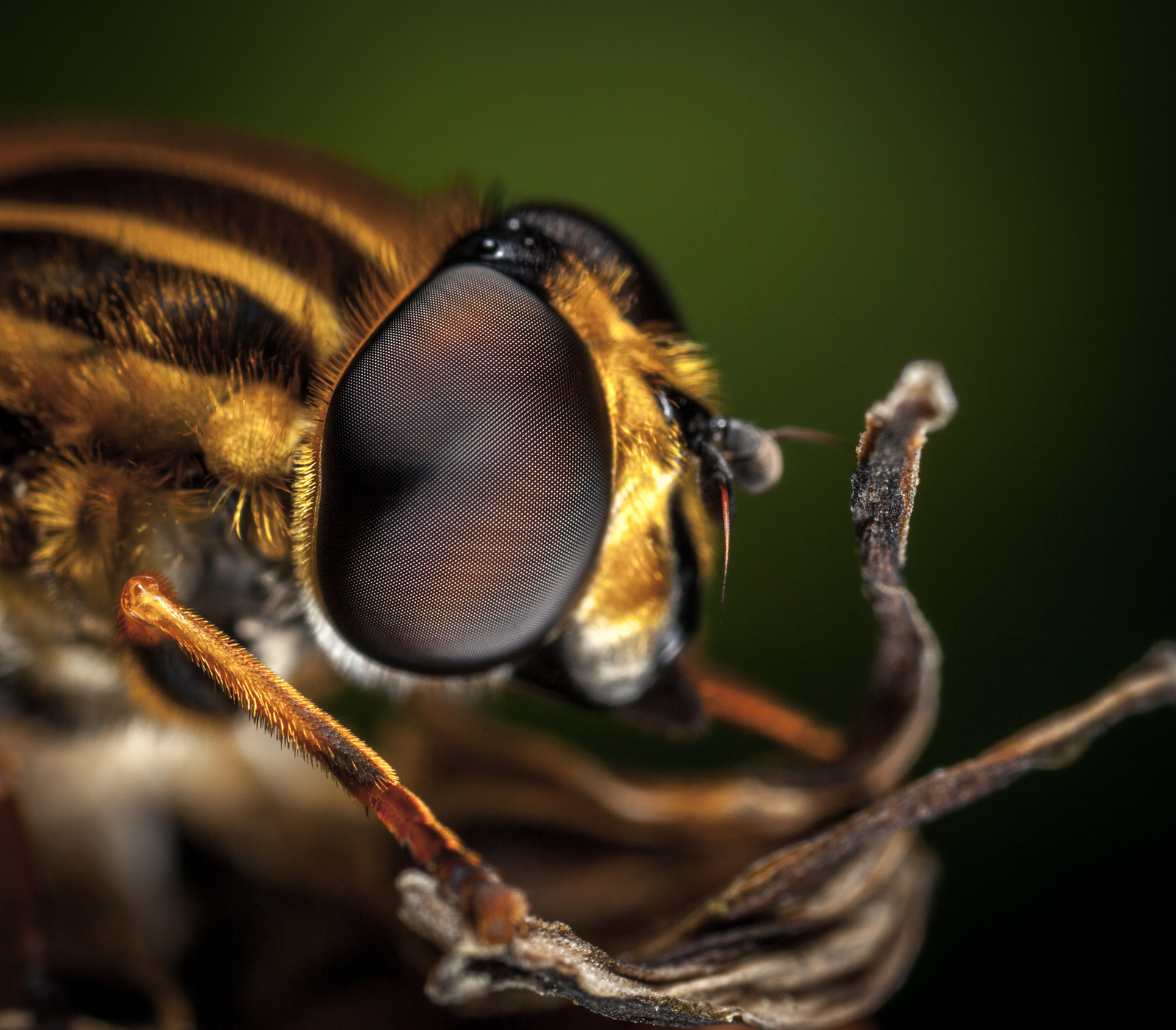 Macro hunting №113 - My, Arachnida, Caterpillar, Жуки, Butterfly, Муха, Flowers, Macrohunt, Longpost, Macro photography