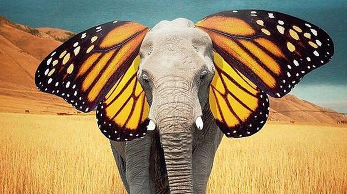 Flutter like a butterfly, sorry... you're an elephant. - Animals, Elephants