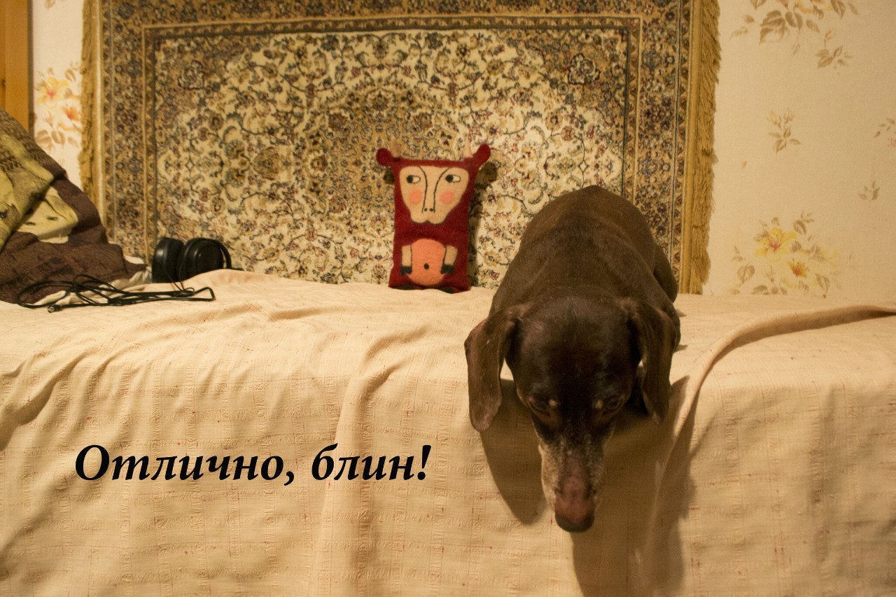 Bada's life - My, Comics, The photo, Longpost, Dachshund, Dog, House, Experiment, Story