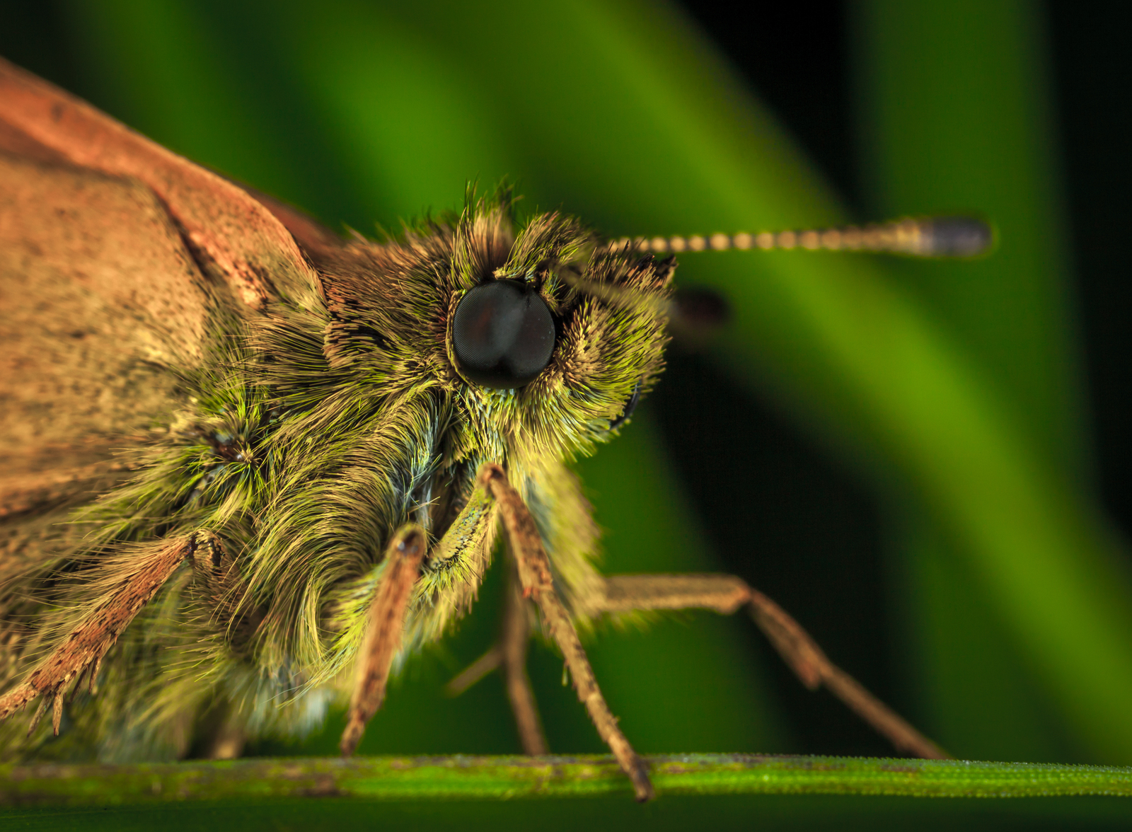 Macrophotographer's Notes: Fathead - My, fathead, Butterfly, Macro, Insects, Mp-e 65 mm, Longpost, Macro photography